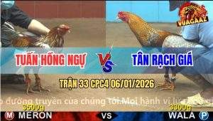 Trận 33 CPC4 6/1/2026 - Vàng Bông Anh Tuấn Đá Phá Trụ, Gà Cú Liệt Giò
