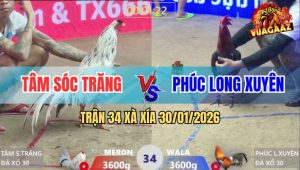 Trận 34 Xà Xía 30/1/2026 - Bướm Anh Tâm Miệng Ngậm Máu Hạ Sát Gà Điều