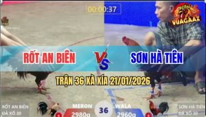 Trận 36 Xà Xía 21/1/2026 - Điều Anh Sơn Đá Tăng 1 Chuối Đen Bại Liệt