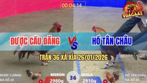 Trận 36 Xà Xía 26/1/2026 - Gà Cú Đá Chân Chí Mạng Xanh Tai Biến