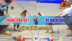 Trận 37 Xà Xía 21/1/2026 - Gà Que Anh Chung Chưa Đá Đã Chạy Kêu Cứu