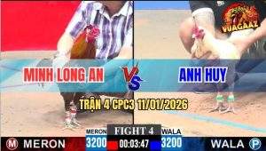 Trận 4 CPC3 11/1/2026 - Điều Cọp Má Minh Đá Bướm Anh Huy Đứng Hết Nổi