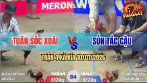 Trận 4 Xà Xía 10/1/2026 - Gà Que Anh Tuận 3 Đá Hạ Knock Out Gà Khét