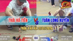 Trận 4 Xà Xía 31/1/2026 - Điều Mồng Lá Anh Thái Đá Gà Bướm Ho Ra Si Rô
