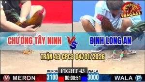 Trận 43 CPC3 4/1/2026 - Điều Chân Trắng Anh Định Tải Cựa Quá Tốt