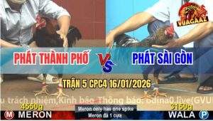 Trận 5 CPC4 16/1/2026 - Gà Cú Nhỏ Hơn 1 Kg Đá Điều Té Nằm Thẳng Cẳng