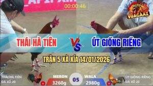 Trận 5 Xà Xía 14/1/2026 - Điều Anh Út Nhỏ Mà Có Võ, Đâm Gà Que Quẹo Cổ