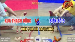 Trận 5 Xà Xía 24/1/2026 - Tài Nghệ Anh Kiểm Thì Có, Gà Chạy Thì Bó Tay