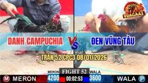 Trận 52 CPC3 8/1/2026 - Gà Anh Đen Chấp 6 Chấn Vẫn Về Bờ Nhẹ Nhàng