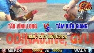 Trận 7 CPC5 9/1/2026 - Điều Cọp Anh Tân Đá 1 Tăng Que Gãy Cổ Tử Vong