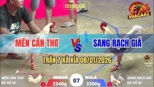 Trận 7 Xà Xía 8/1/2026 - Camelo Đá Ngay Ông Địa Hạ Úa Hiệu Anh Nu