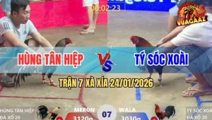 Trận 7 Xà Xía 24/1/2026 - Chuối Đâm Cựa Quá Nghiệt, Điều Hết Đường Gỡ