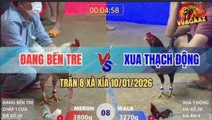 Trận 8 Xà Xía 10/1/2026 - Bướm Anh Đang 1 Cựa Đá Gà Điều Phun Ra Lửa