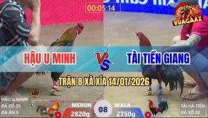Trận 8 Xà Xía 14/1/2026 - Điều Nằm Nghe Điện Thoại, Xanh Đá Té Cắm Đầu