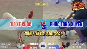 Trận 8 Xà Xía 16/1/2026 - Điều Đâm Cựa Quá Thấm Bướm Chạy La Miệng