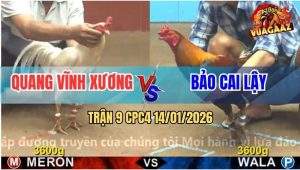 Trận 9 CPC4 14/1/2026 - Úa Anh Quang Đá Toàn Đân Đầu Cần Với Mu Lưng
