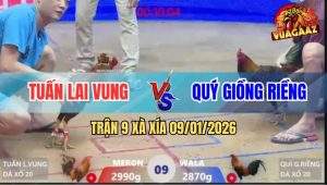 Trận 9 Xà Xía 9/1/2026 - Điều Xanh Anh Quý Đâm Đỏ Gỡ Cựa Không Kịp