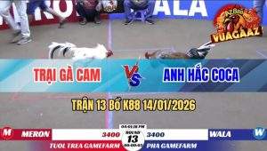 Trận 13 Bồ K88 14/01/2026