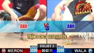 Trận 3 CPC3 15/01/2026