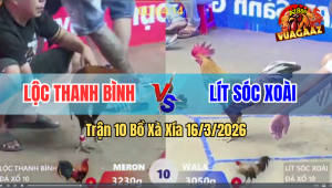 Trận 10 Bồ Xà Xía 16/3/2026 - Điều Mau Lẹ Tung Cước Ra Đúng 3 Chân Cú Gãy Cổ