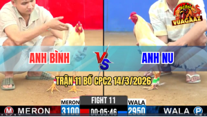 Trận 11 Bồ CPC2 14/3/2026 - Nu Đồng Tháp Chấp Anh Bình 1 Chấm Rưỡi Gà Và Cái Kết