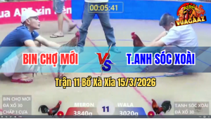 Trận 11 Bồ Xà Xía 15/3/2026 - Xanh Bị Bảo Sting Nhập Chấp Ngông Và Cái Kết