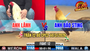 Trận 12 Bồ CPC2 14/3/2026 – Khét Cọp Bảo Sting Giao Kiểm Cà Mau Ra Thả Chấp 2 Chấm Đối Thủ