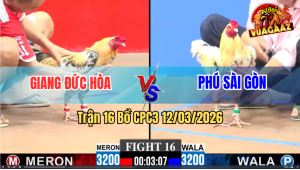 Trận 16 Bồ CPC3 12/3/2026 - Bướm Đá Mấy Chân Đâm Chuối Lọt Cây Bay Bồ