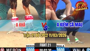 Trận 21 Bồ CPC2 11/3/2026 - Điều Cọp Anh Kiểm Chấp 1 Ký 4 Đâm Đối Thủ Nặng 5 Ký Xỉu Tuyệt Đối Sau 1 Tay Nước