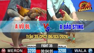 Trận 35 Bồ CPC2 6/3/2026 - Bướm Đâm Nhét 1 Cặp Nách Khét Té Xòe Đui
