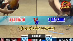 Trận 36 Bồ CPC2 13/3/2026 - Đẳng Cấp Nài Gà Bảo Sting Cứu Đội Nhà Bàn Thua Trông Thấy