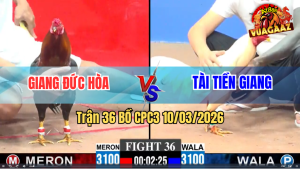 Trận 36 Bồ CPC3 10/3/2026 - Điều Đá Úa Muốn Hư Úa Đá Lại Cây Điều Té