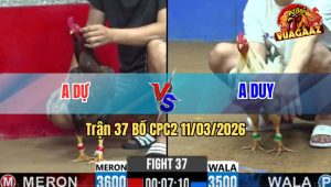 Trận 37 Bồ CPC2 11/3/2026 - Điều Dí Ăn 6 Buông Ra Bướm Cây Té Xỉu Trên Tay