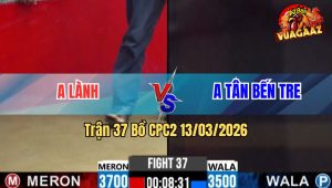 Trận 37 Bồ CPC2 13/3/2026 - Gà Vàng Đá Gà Que Lấy Tiền Mua Xe