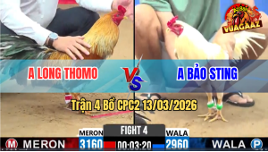 Trận 4 Bồ CPC2 13/3/2025 - Bướm Râu Chấp Xám 2 Châm Đá Xỉu Trên Tay Anh Long