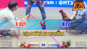 Trận 5 Bồ Xà Xía 15/3/2026 - Gà Khét Đâm Như Sát Thủ Hạ Đỏ Tuyệt Đối