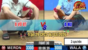Trận 29 CPC2 16/03/2026 - Cọp Anh Chấp Trạng Thêm Chấp Cựa Vẫn Hạ Đối Thủ Nhanh Gọn