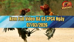 Xem Full Video Đá Gà CPC4 Ngày 07/03/2026
