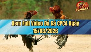 Xem Full Video Đá Gà CPC4 Ngày 15/03/2026